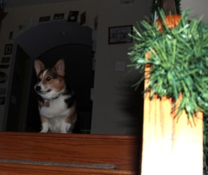 Yoda: This is as close as I get! (Yoda watches from afar as the Christmas Tree is put together and decorated. All season, he gave the tree a wide berth.)