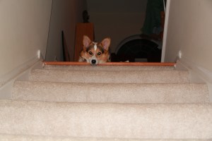 Some dogs attack vacuums. Not Yoda. In this picture, he is seen keeping a safe distance at the top of the stairs while I vacuum the entryway and steps.