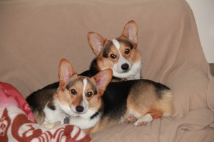 The corgis in "civilized mode"