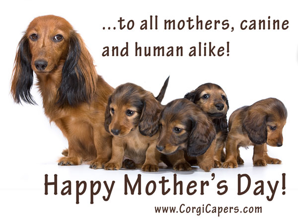 mothers-day-corgi-capers