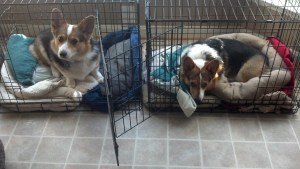 This is what we do now... sit 'n watch 'n wonder about all these boxes. We feel safest in our crates, though. Will you pack us, too? 