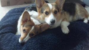 corgis in bed