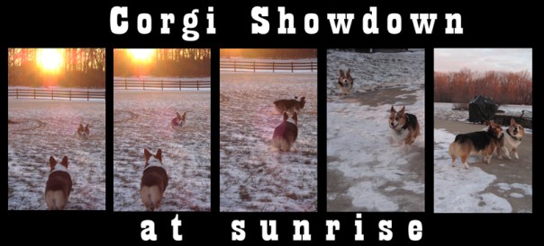 corgi-showdown-at-sunrise