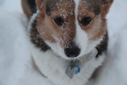 Leia the Corgi, inspiration for mischievous Corgi Capers star Sapphie.
