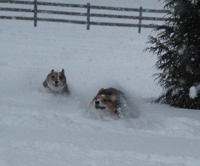 corgi action shot