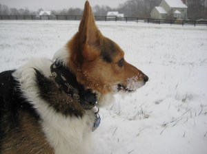 corgi-snoweating