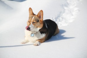 corgi_attempted snowcrawl