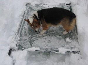 corgi_beddigging