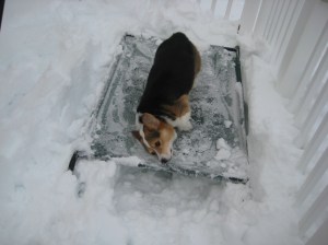 corgi_beddigging2
