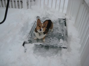 corgi_beddiggingchamp