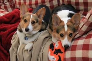 corgi_couchcuddling
