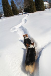 Leia takes the lead briefly before being passed by Yoda.