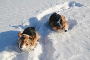 corgi_doublederp