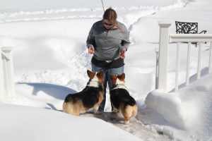 corgi_explainingrules