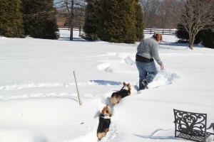 corgi_humanfollowing