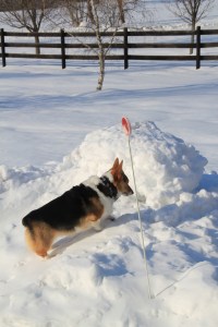 corgi_mountainclimbing