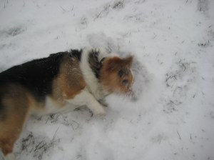 corgi_snowangels