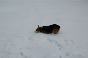 corgi_snowfalling