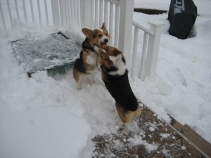 corgi_snowfight