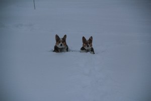 corgi_snowsitting