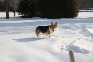 corgi_snowstanding