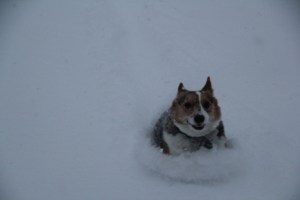 corgi_snowsurfing