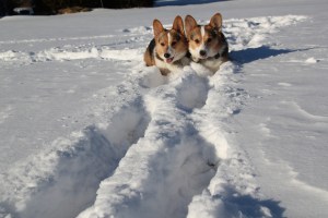 corgi_syncronizedsnowing