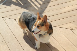 Leia "escaping" with loose fur still stuck all over her. Enough of this grooming, already, I've got herding to do!