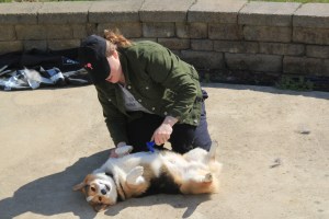 Yoda enjoying the Furminator...