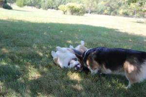 This is me showing my brother the bestest, stinkiest place to roll.