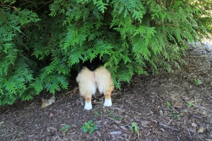 This is me sneaking under the pine trees, where I'm pretty sure a family of skunks live. They haven't sprayed me yet, and I don't know why my person always yells at me when she catches me here. 