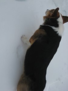 corgi_snowtiptoeingfail