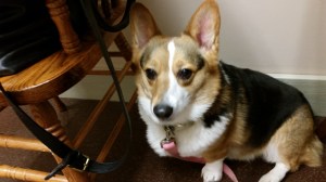 Here I am hiding at the vet's office. I figure, if I hide behind this chair, that pesky vet won't be able to find me.