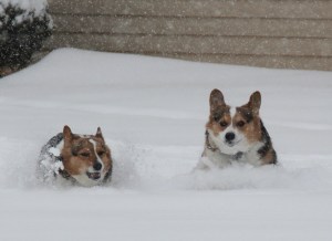 corg-snow