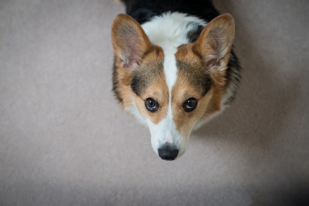 Yoda: I love you! Sooooo much!