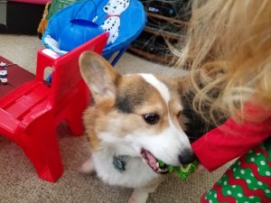 Corgi treat and toddler