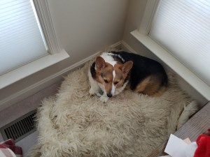 Corgi on soft carpet
